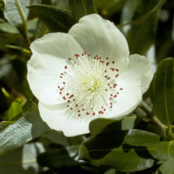 Leatherwood Blossom (Eucryphia lucida)