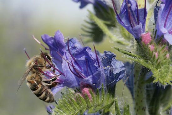 Blue Borage – Vipers Bugloss Honey